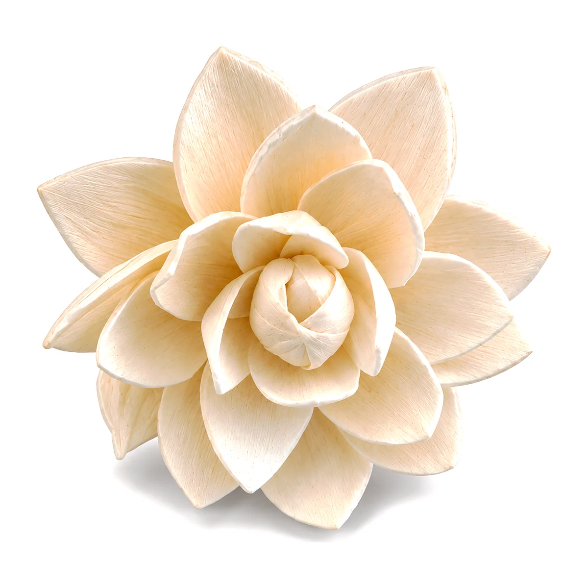 Sola Lotus – Broad Petal SO13: an ivory sola lotus with broad, almond-shaped pointed petals