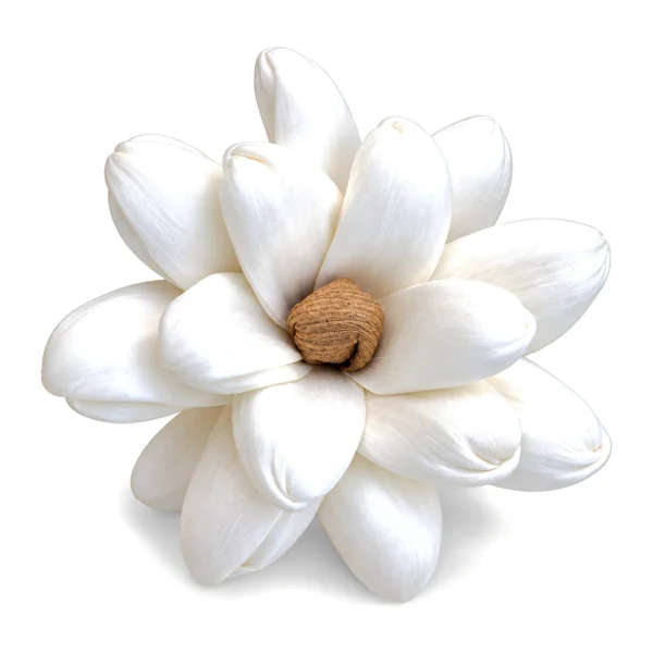 Sola Sarega Flower SO16: plump, bright white sola petals with rolled, hooded tips arranged around a knotted brown centre