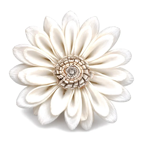 Sola Sunflower – Spoon Petal SO18: a white sola sunflower with long, spoon-shaped petals in layered rings