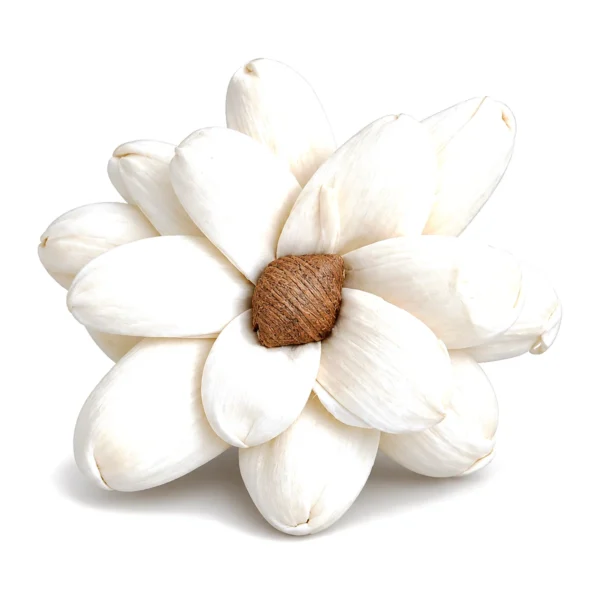 Hooded-Petal Sola Flower SO19: an open, star-shaped sola flower with large, hooded white petals
