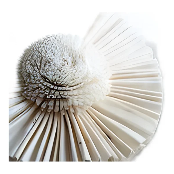 Sola Rosette SO20: a handmade sola rosette with a wide, pleated fan of flat white sola strips