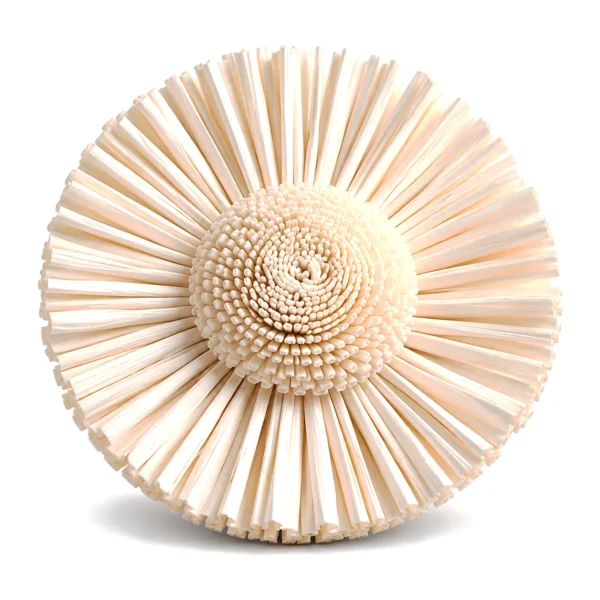 Sola Sunburst Disc SO23: a flat, disc-shaped sola flower with a dense ruff of pleated ivory strips