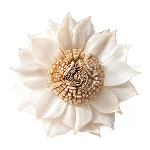 Sola Sunflower – Pointed Petal SO24: sharply pointed ivory petals in layered rings around an oversized, fringed tan centre