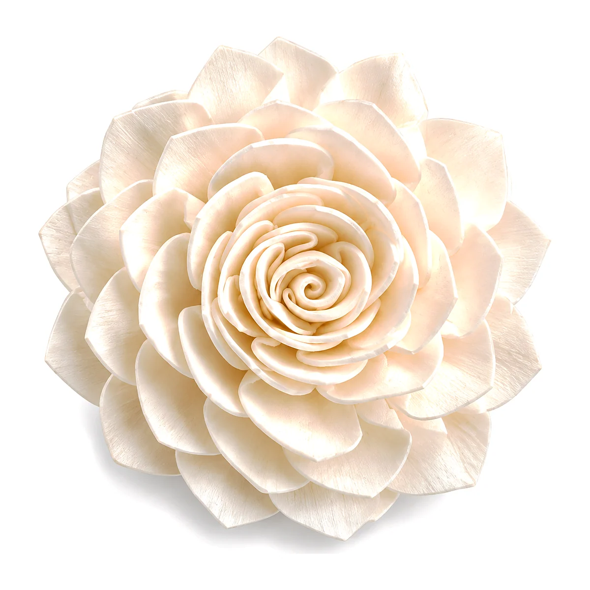 Sola Rose SO25: a full, camellia-style sola rose
