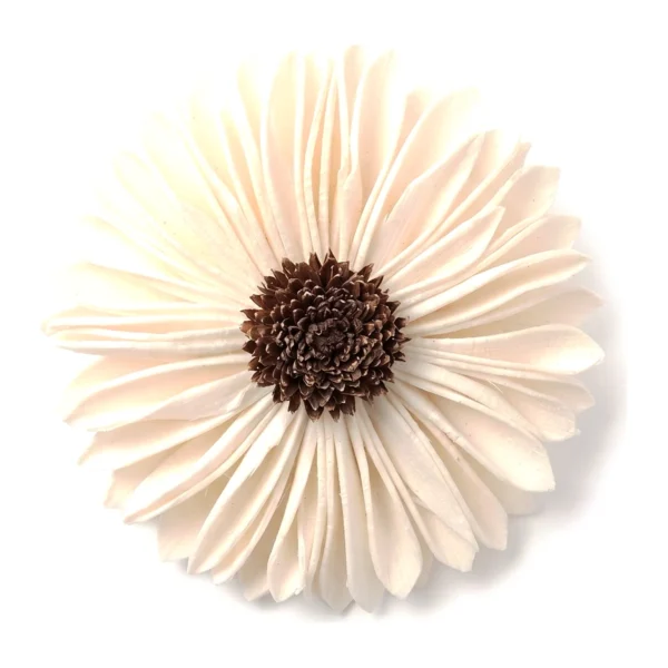 Sola Daisy Sunflower SO33 with a wide ring of slim, ivory ray petals and a dense dark-brown textured centre