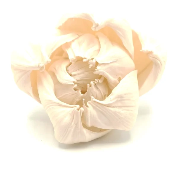 Sola Bud Punie SO43: a half-open, cup-shaped ivory bud