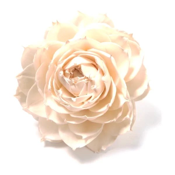 Sola Pama SO46: a full, peony-like handmade bloom of layered ivory petals