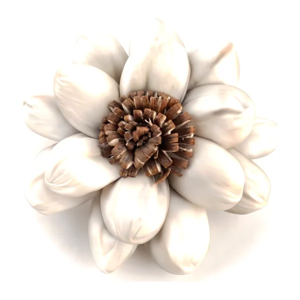 Sola Special Sunflower SO59 with plump, rounded ivory petals