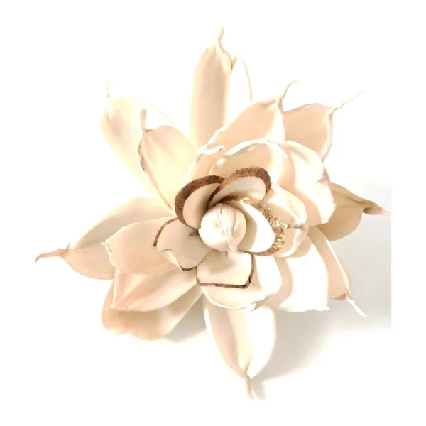 Sola Center Skin Gardenia SO71: a large ivory sola flower with long, tapering petals