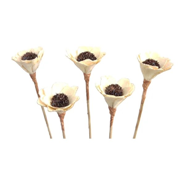 Sola Palm Flower Single Stick SO79: a cup-shaped ivory sola bloom holding a dark, textured natural centre