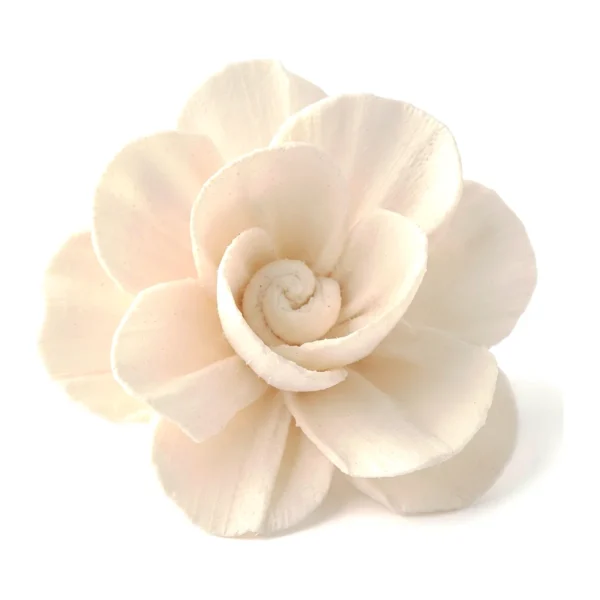 Sola Susni Flower SO81 in natural ivory, with rounded, cupped petals opening in loose layers around a softly rolled bud